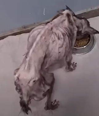 Against All Odds: Angela the Dog Survives a Decade of Abuse and Finds Hope with Just 1% of Life Left Against All Odds: Angela the Dog Survives a Decade of Abuse and Finds Hope with Just 1% of Life Left